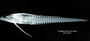 Ernstichthys intonsus FMNH 94603 holo lat x